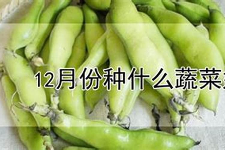 种菜肥料用什么最好
