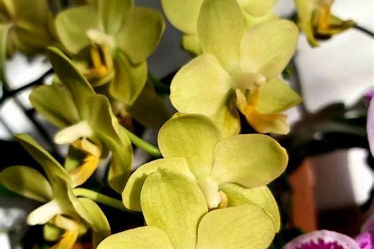 蝴蝶兰已经长出花苞了,什么时候能开花呢？