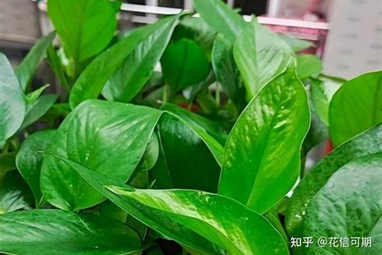 绿萝施什么肥叶子(绿萝施肥技巧,了解绿萝施什么肥叶子,让绿萝茁壮成 ...