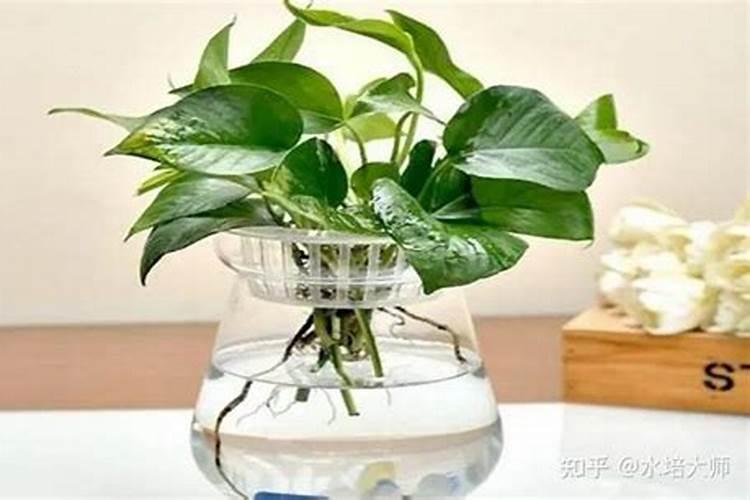 绿萝叶子中间干枯怎么办