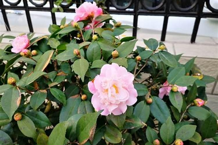 香妃茶花是四季开花吗