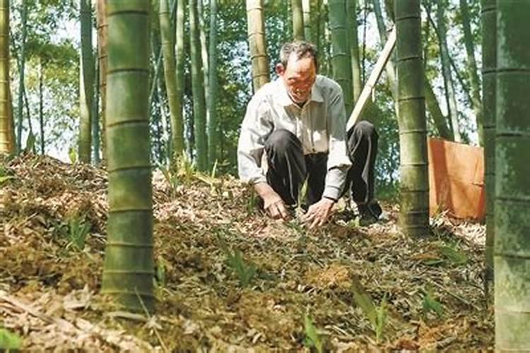 毛竹怎样施肥