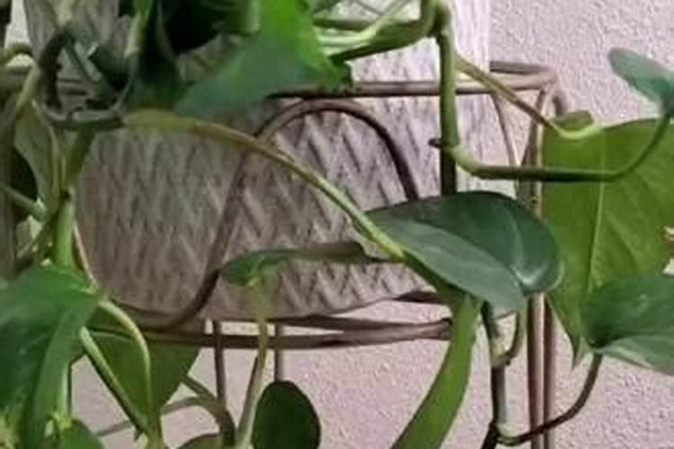 月季枝条泡水生根法