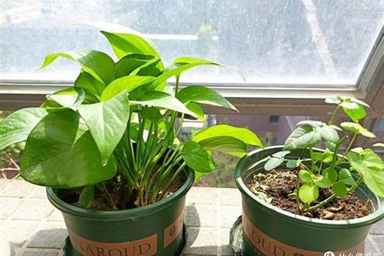 绿萝最爱这“4种”肥水,喝了之后叶子油亮,长得枝繁叶茂!