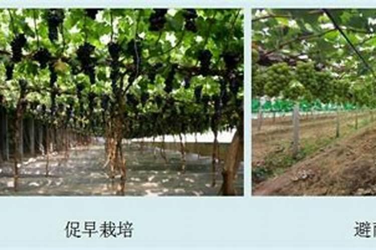 流体硼15毫升多少水