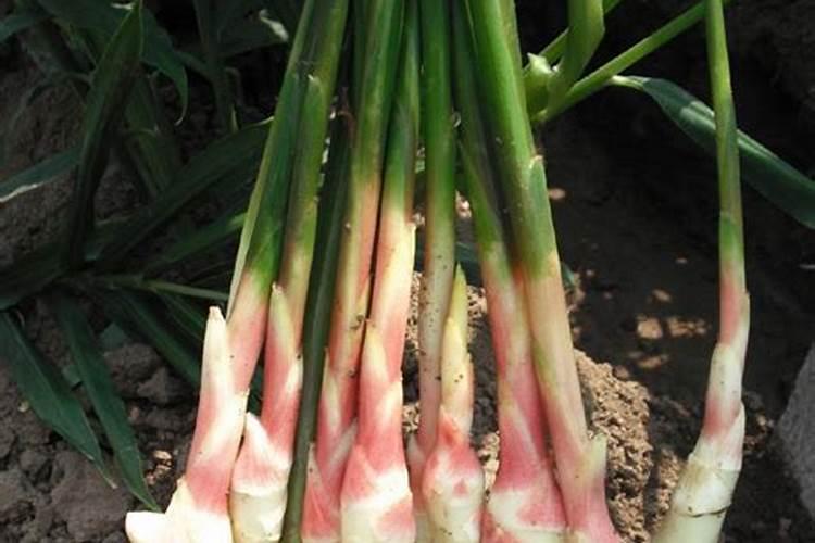 生姜种植什么时候需要施钙肥 生姜种植什么时间需要施钙肥