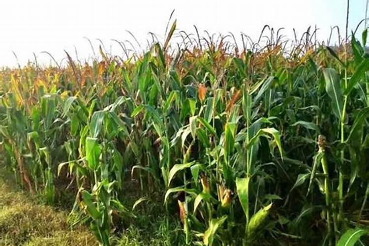 玉米底肥一次性施肥 氮磷钾 各用多少？