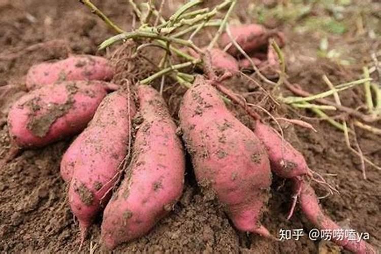 种红薯用玉米专用肥行不行