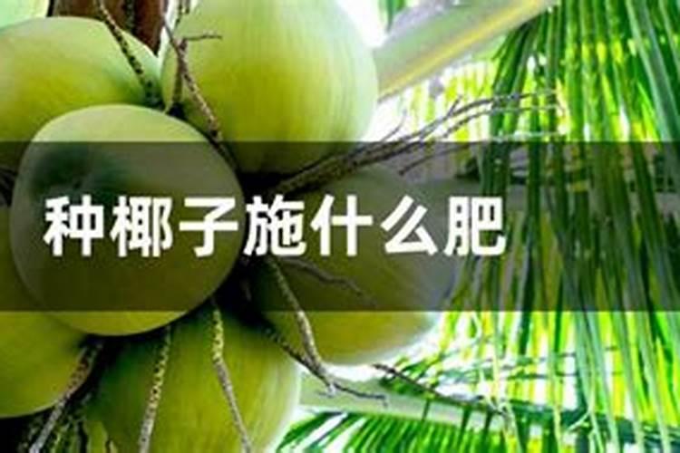 椰子是被子植物吗 椰子属于被子植物吗