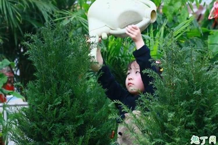柳条泡出来的水可以浇花吗 柳条泡水浇花要稀释吗
