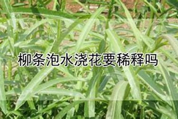 嫩柳枝泡水能当浇花的肥料使用吗？