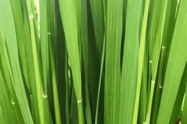 稻曲病防治的最佳时期