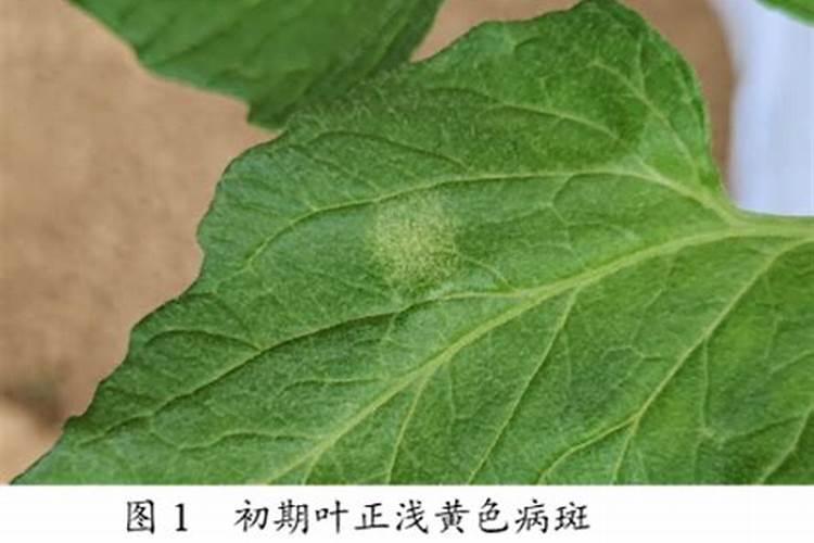 葡萄白粉病防治技术是什么