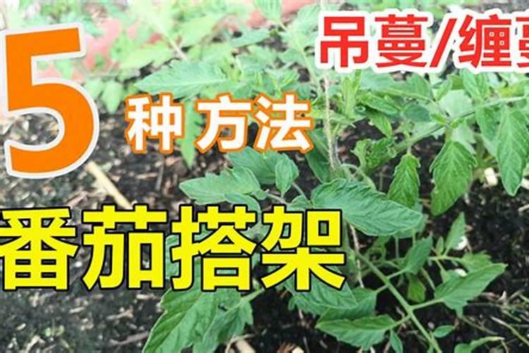 蕃茄适合施什么肥？？