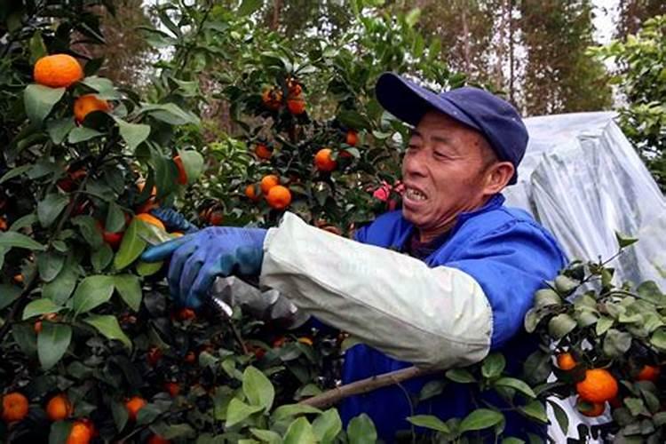 桔子树在开花前施高浓度硫酸肥可以吗？