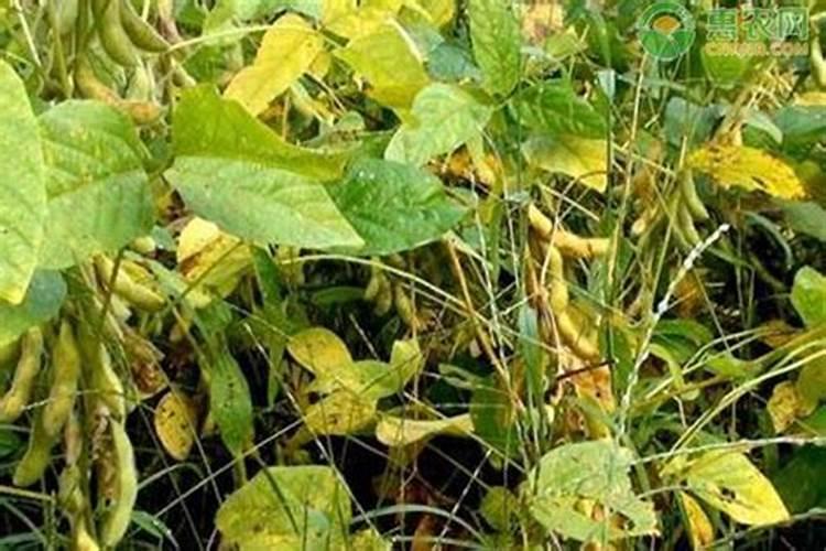 四季豆光长叶子不开花怎么办用草木灰能开花吗？