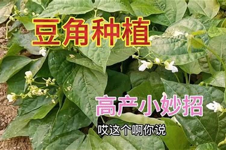 梅豆为什么不开花呢？