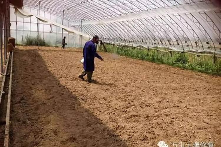叶面肥什么时候打合适