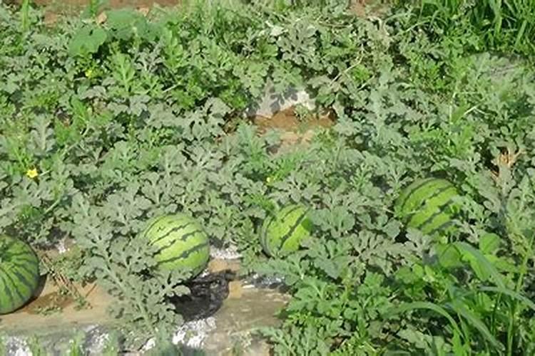 硅肥是什么肥料？硅肥有什么作用？种植农作物如何施用硅肥？