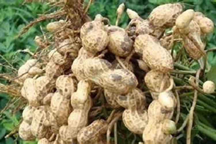 花生用什么叶面肥好 附种植方法