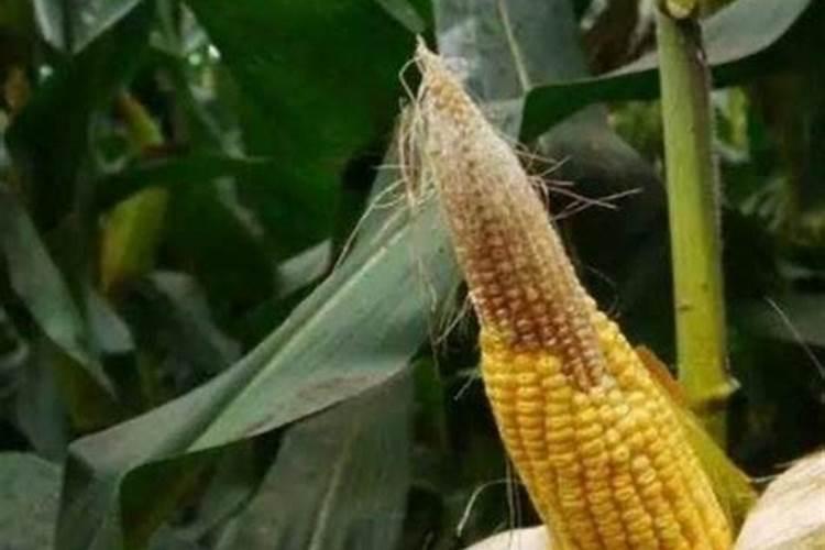 玉米可以一块地连续种植吗(种过玉米的土地缺什么元素)