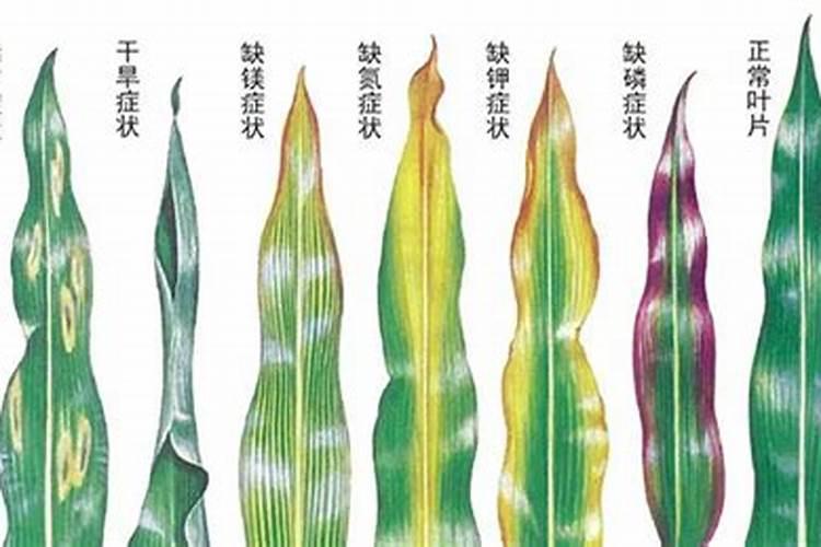 玉米干重元素含量排名