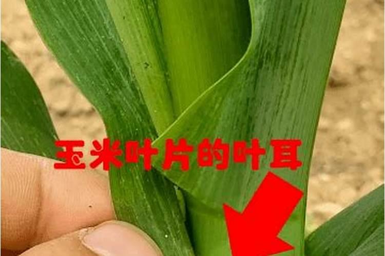 玉米打什么叶面肥最好