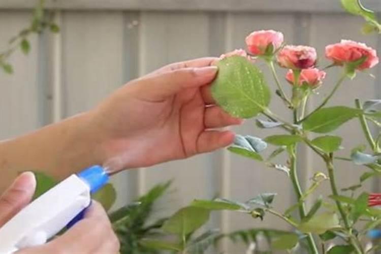 花芽分化用什么叶面肥