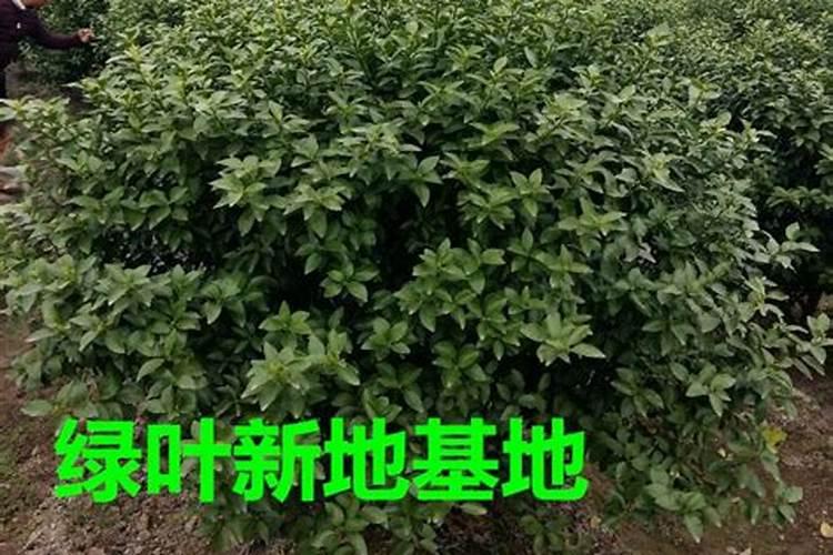果树促花用什么叶面肥好？