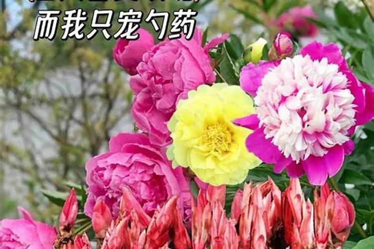 芍药施什么肥最好