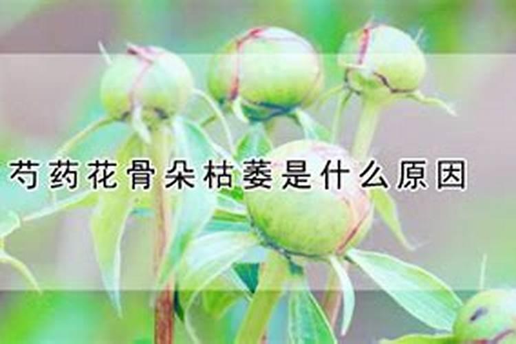 芍药如何施肥