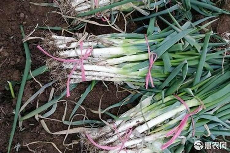 大葱怎么施肥料才能高产(大葱种植高产追肥技巧)