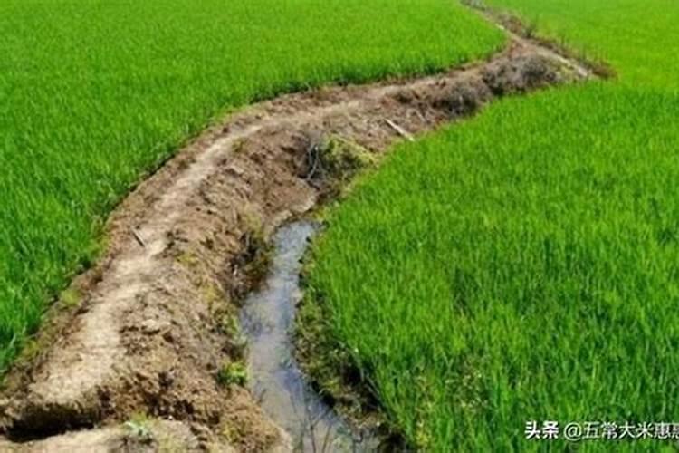 冲施肥怎么分辨质量好坏