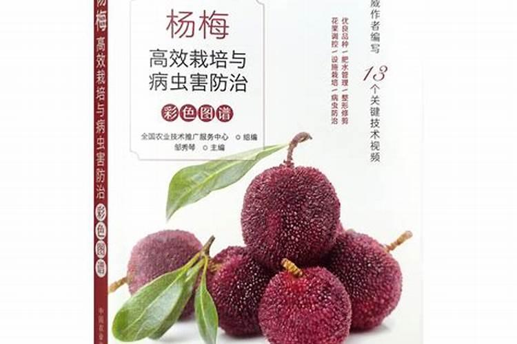 杨梅的管理与施肥技术