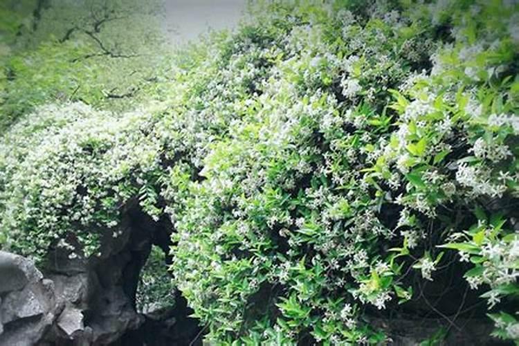 风车茉莉喜肥吗 喜欢施什么肥料
