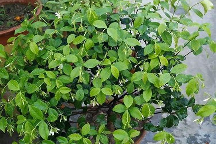 风车茉莉开花的时候可以施肥吗