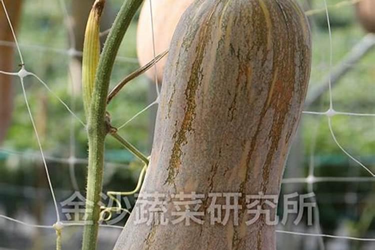 蜜本南瓜栽培技术