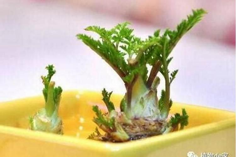 菜叶怎么做肥料