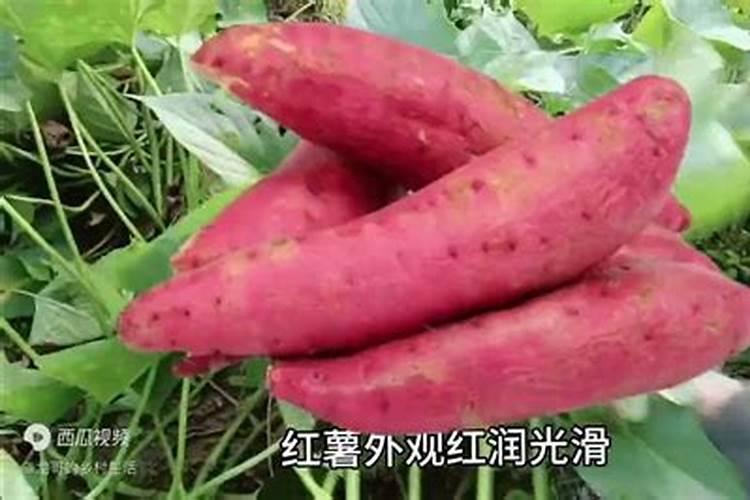 冬瓜仁的功效和作用