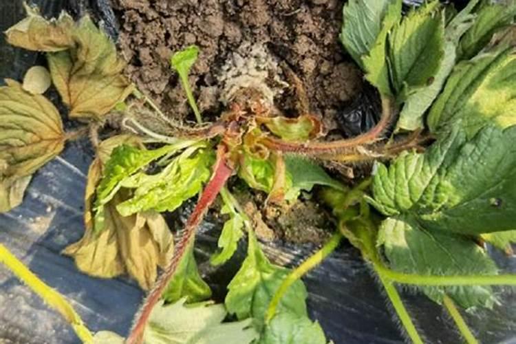 草莓根腐病的防治方法