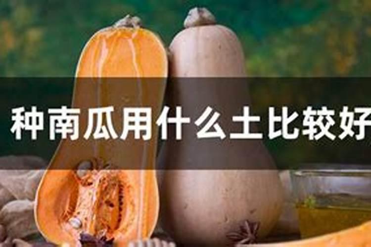 盆栽月季花什么时候施肥最合适