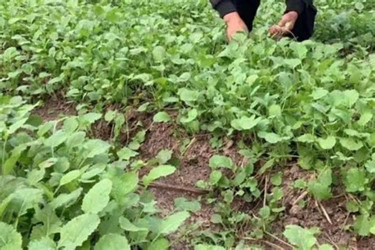 种植油菜为什么要施硼肥 油菜啥时候施硼肥好