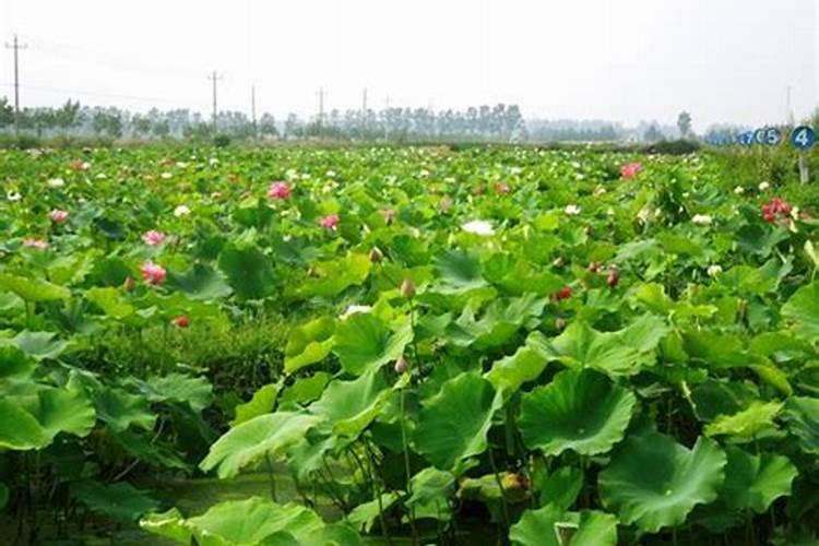 如何提高动漫种植的成活率