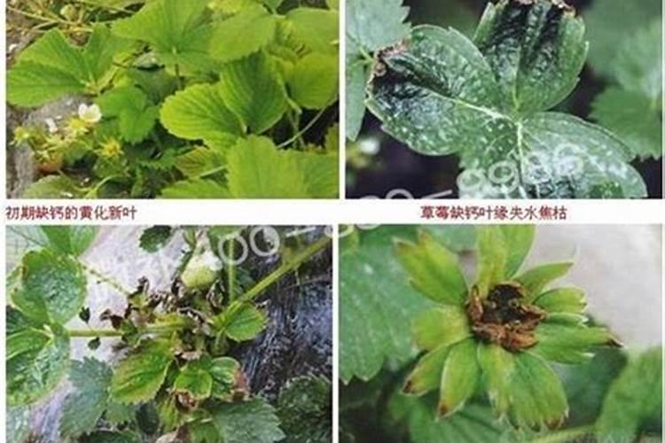 在草莓种植过程中需要补钙吗 草莓缺钙怎么办用什么补钙最好百度...