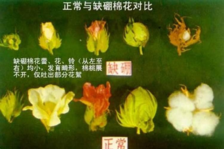 白萝卜高产种植技巧有哪些