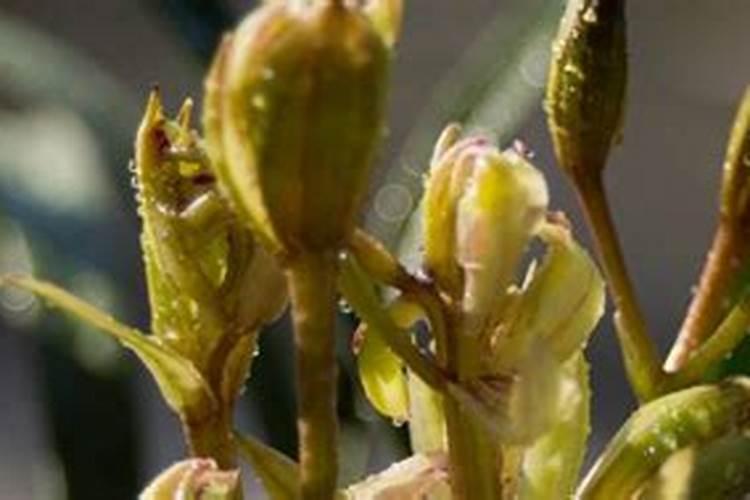 兰花什么时候施肥最好,兰花施肥用什么肥最好(氮磷钾肥)