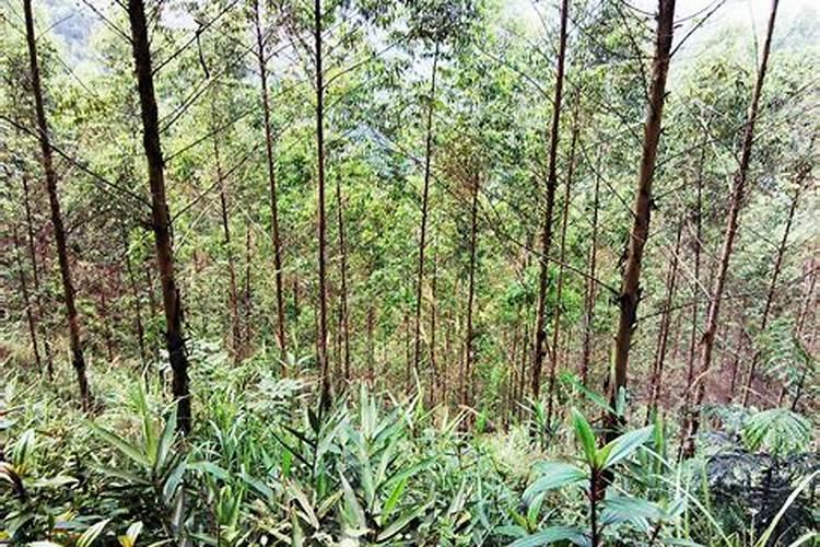 如何种植按树苗几月份种最好 怎么种植按树苗几月份种最好
