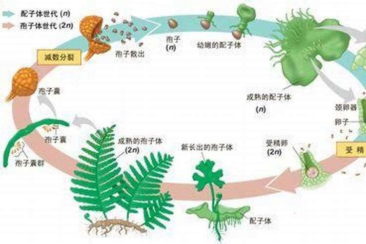 水绵的类属、形态、习性、分布及为害情况如何？
