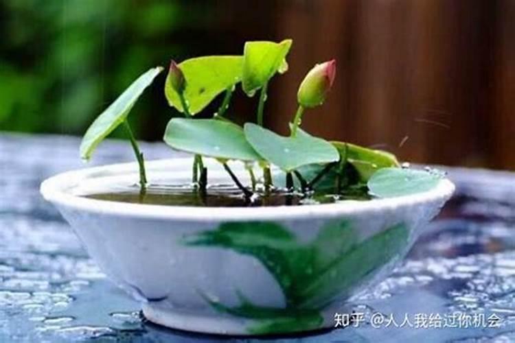碗莲怎么施肥