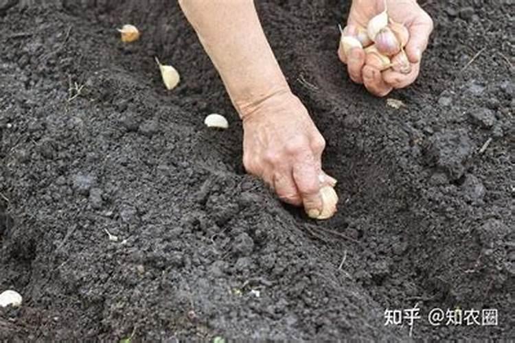 大蒜底肥用什么复合肥,附大蒜的种植方法